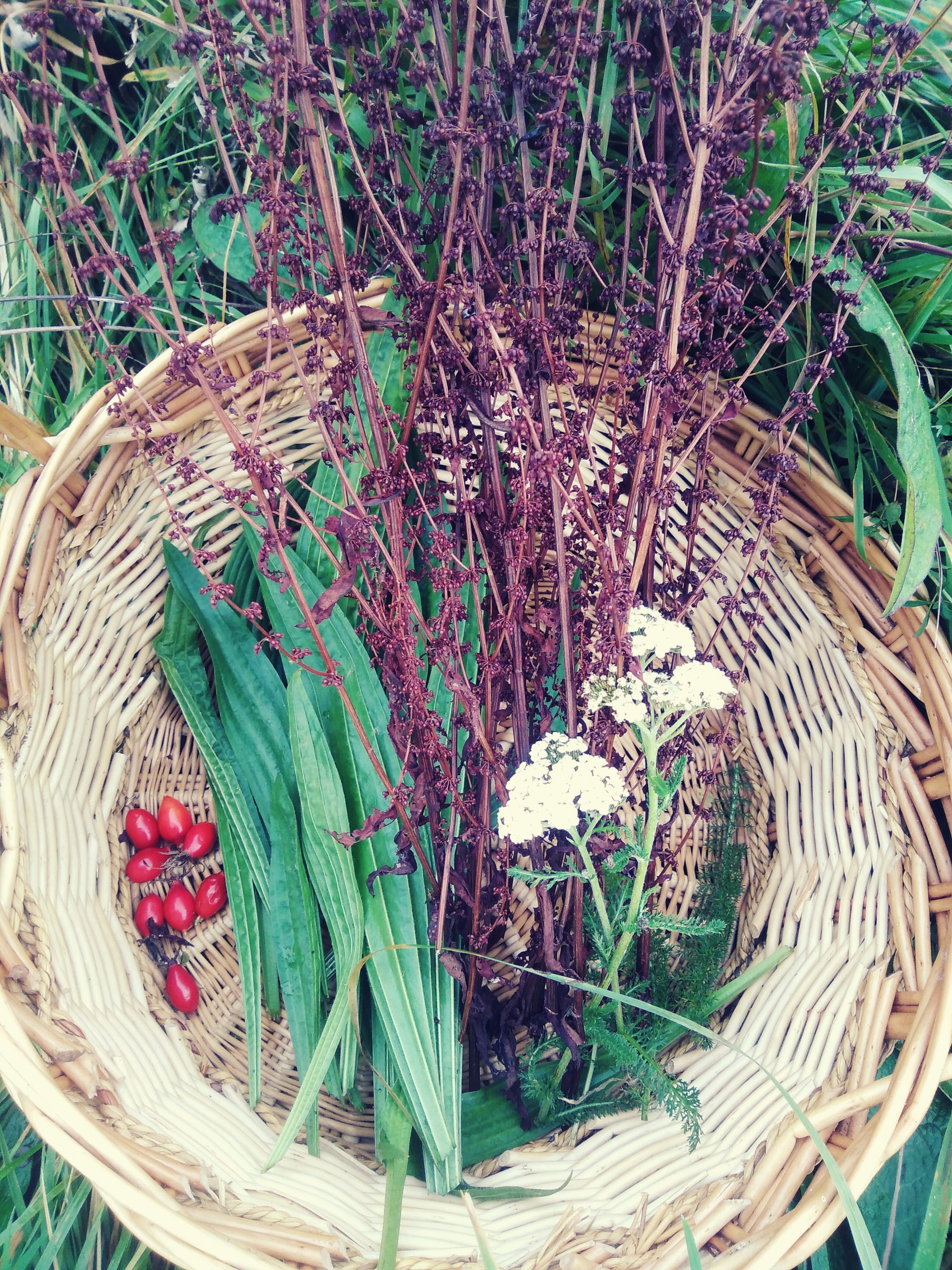 plantas