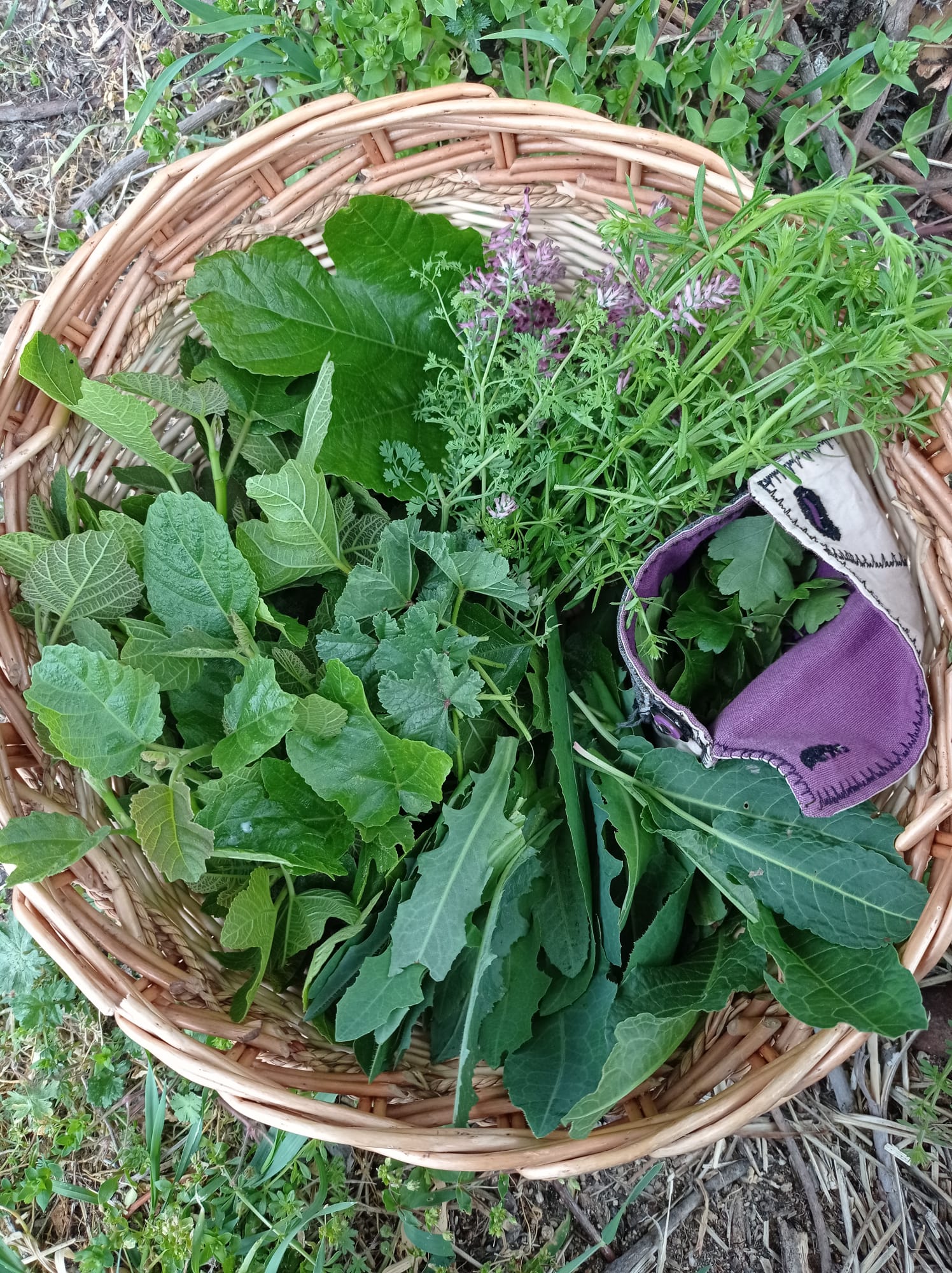 plantas(2)